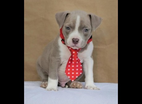 1  american bully pocket  aj1224.jpg